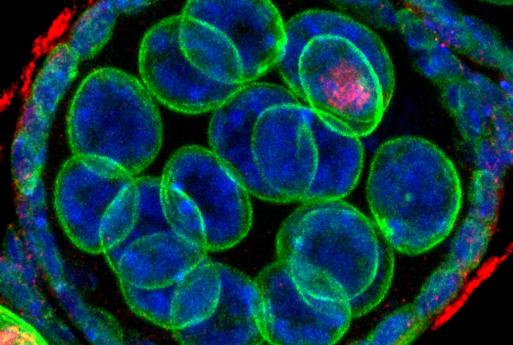 Research Evolution and Development of Germ Cells